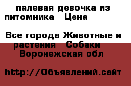 палевая девочка из питомника › Цена ­ 40 000 - Все города Животные и растения » Собаки   . Воронежская обл.